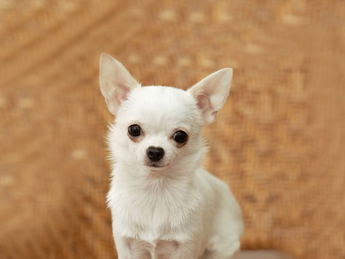 ペットの写真もエコバッグにプリントできます 株式会社ポップジャパン